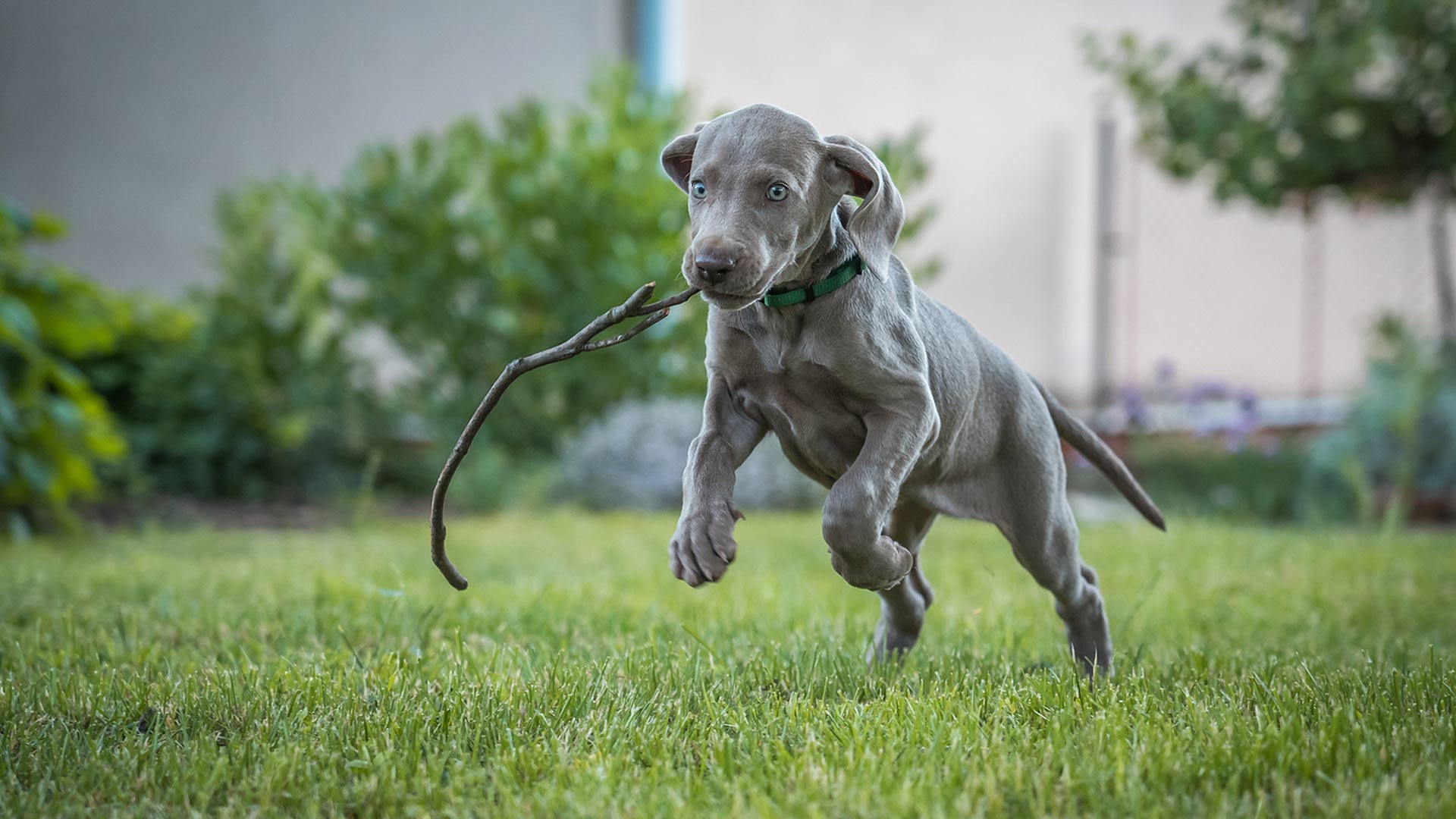 Find Best Pet Boarding Services TopResearched