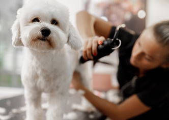 Top Dog Grooming Services