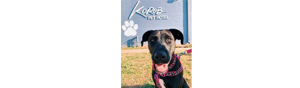 Korob Pet Hotel